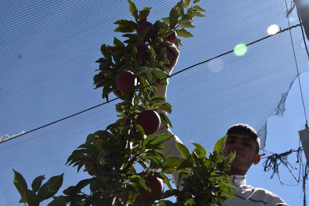 Hasat başladı, bir meyve daha cep yakacak 3